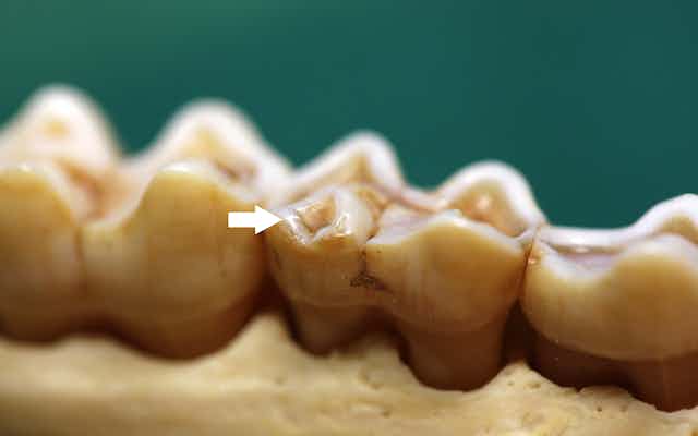 Chipped tooth of a baboon