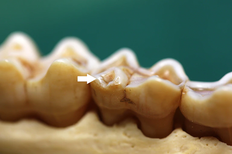 Chipped tooth of a baboon