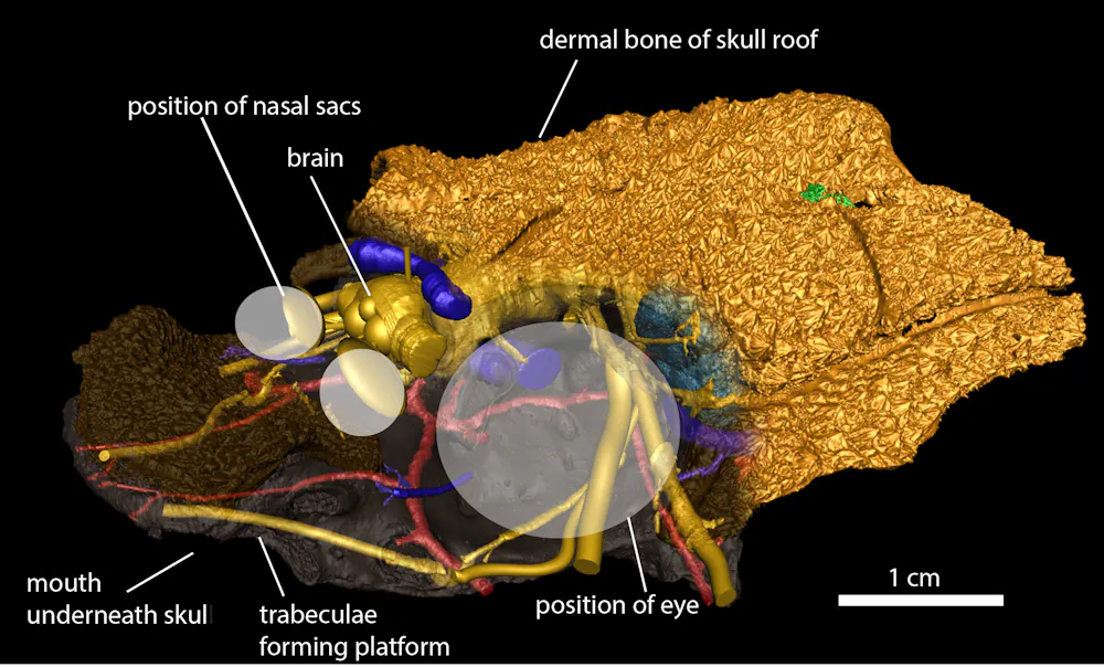Hello Fish Face Hello fish face – a fossil fish reveals the origins of the face