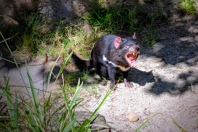 Tasmanian devil
