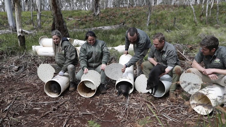 people release Tasmanian devils