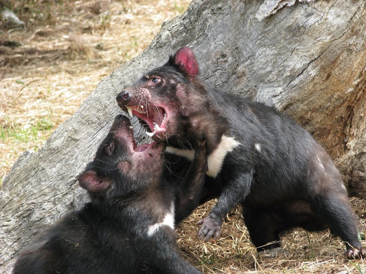 two tassie devils playing