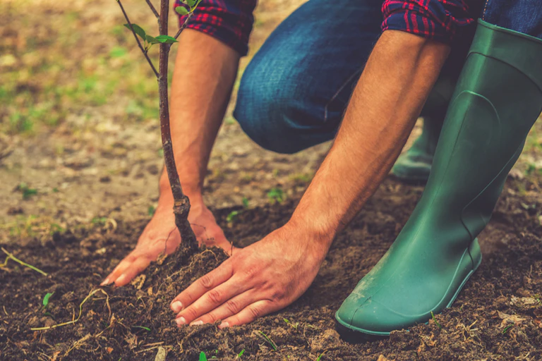 Homme plantant un jeune arbuste