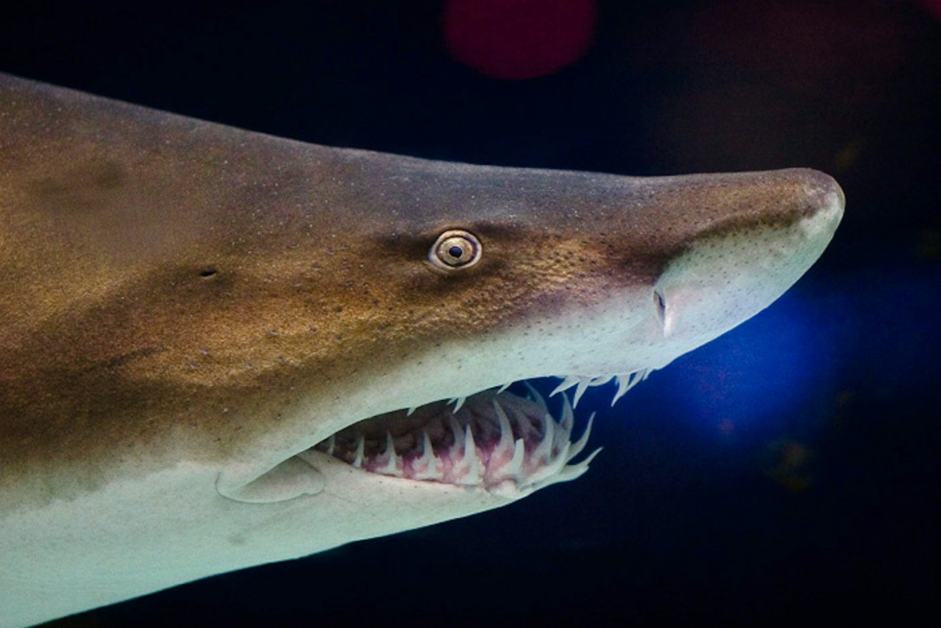 Sharks That Hunted Near Antarctica Millions Of Years Ago Recorded Earth ...