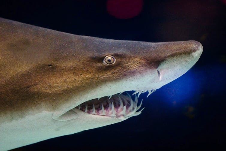 A shark showing its teeth