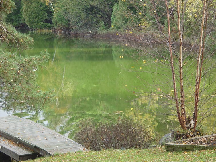 A lake near Parry Sound, Ont., covered in algal bloom.