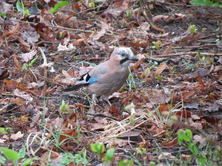 A Eurasian jay on the woodland floor.