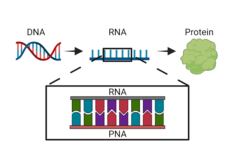 Diagram of PNA interrupting the basic biological process of DNA being converted to protein.