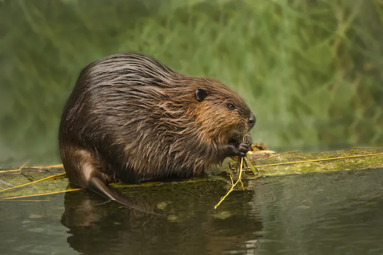 Eurasian beaver