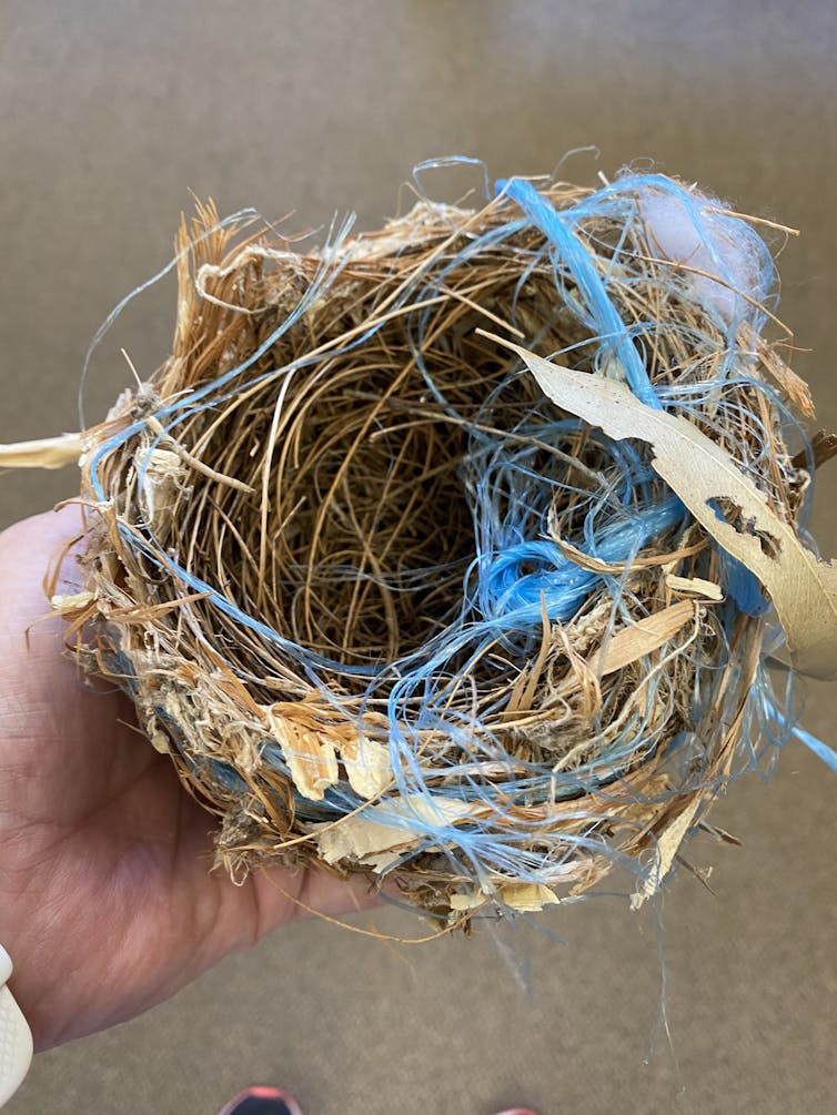 Brown nest with blue string