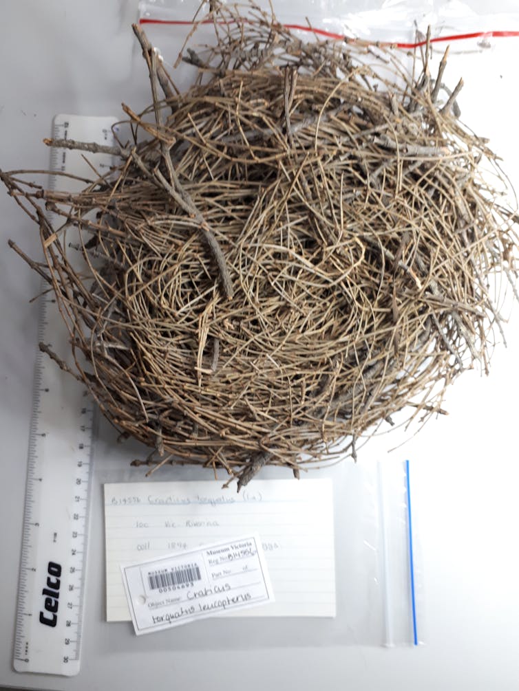 how human trash in Australian bird nests changed over 195 years