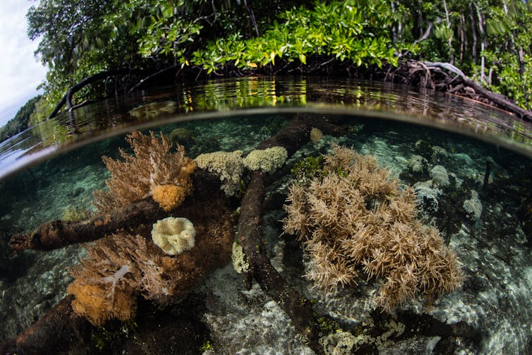 coral underwater below vegetation