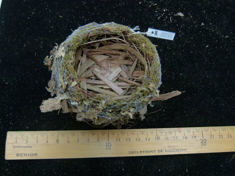 Headphones, saw blades, coat hangers: how human trash in Australian bird nests changed over 195 years