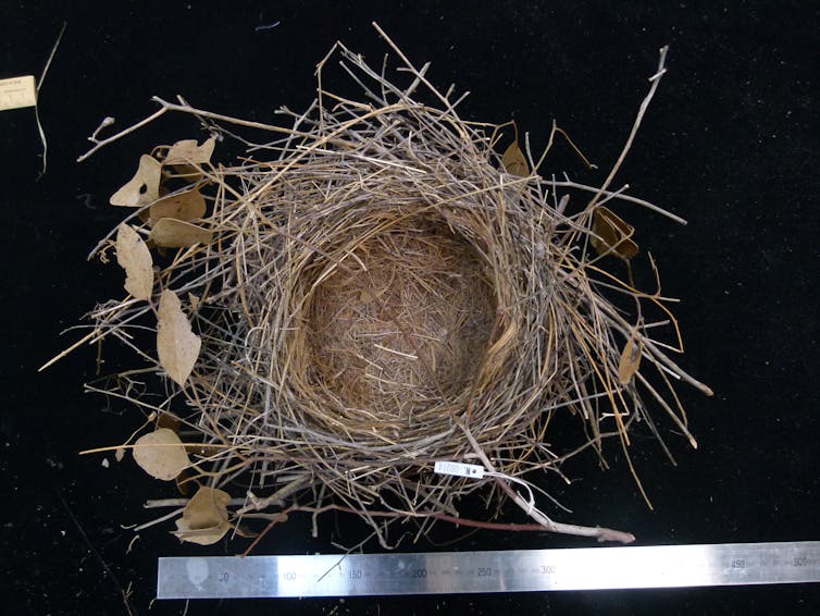 Headphones, saw blades, coat hangers: how human trash in Australian bird nests changed over 195 years
