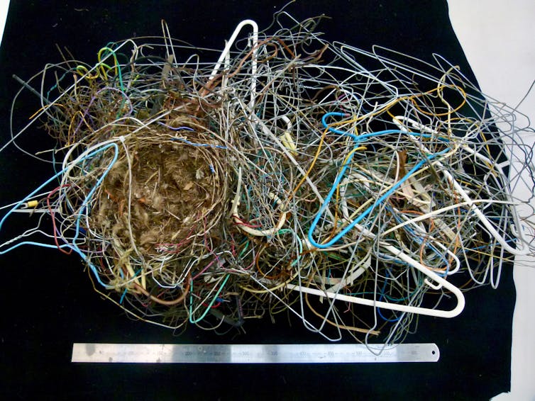 how human trash in Australian bird nests changed over 195 years