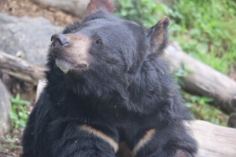 The head and shoulders of a large black bear with two brown stripes on its chest.