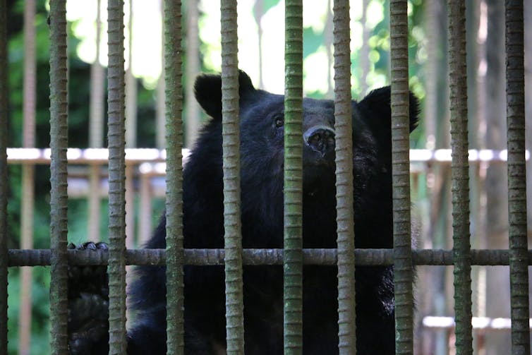 A black bear's head looms behind bars.