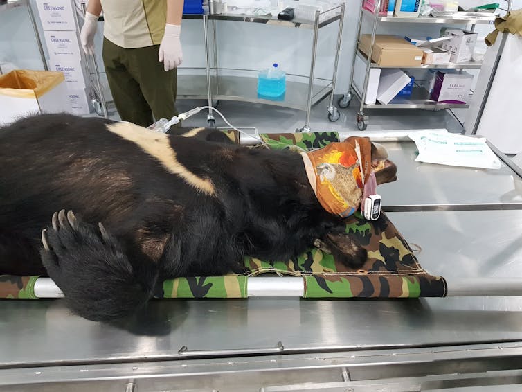 An anaesthetised bear lies on a stretcher on top of a metal examination table.