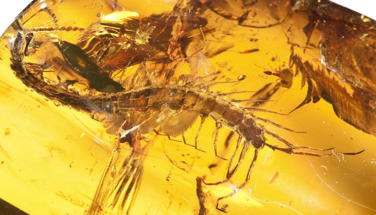 a look inside the extraordinary preservation of a 310-million-year-old nervous system