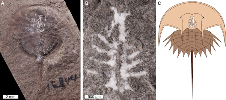a look inside the extraordinary preservation of a 310-million-year-old nervous system