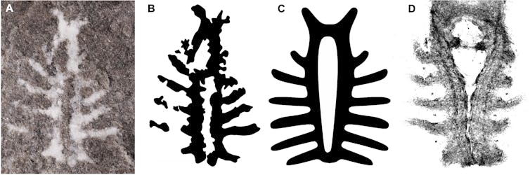 a look inside the extraordinary preservation of a 310-million-year-old nervous system