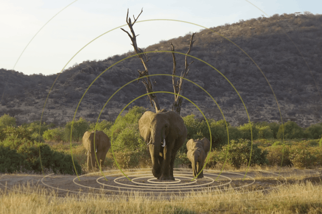 Three African elephants in a grassland with sound waves spreading out from one elephant.
