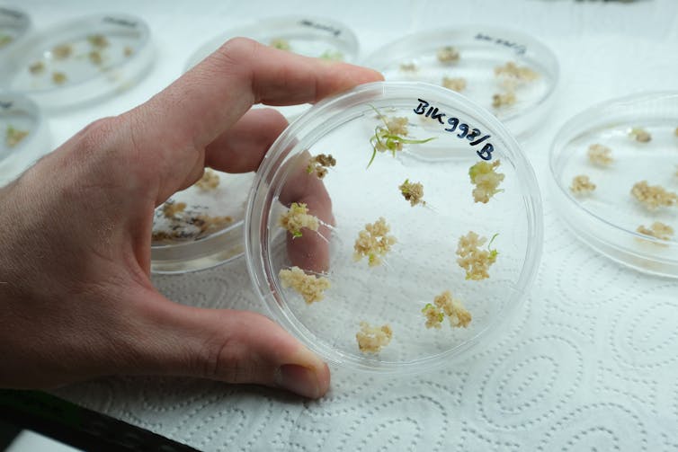 A hand holds a petri dish containing sprouts