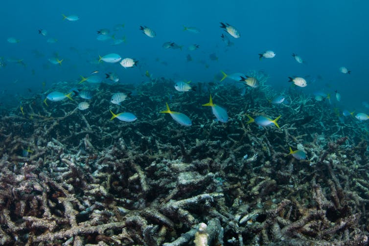 When coral dies, tiny invertebrates boom. This could dramatically change the food web on the Great Barrier Reef