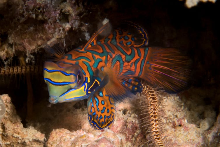 When coral dies, tiny invertebrates boom. This could dramatically change the food web on the Great Barrier Reef