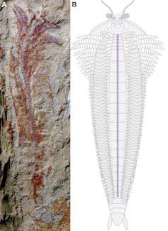 a look inside the extraordinary preservation of a 310-million-year-old nervous system