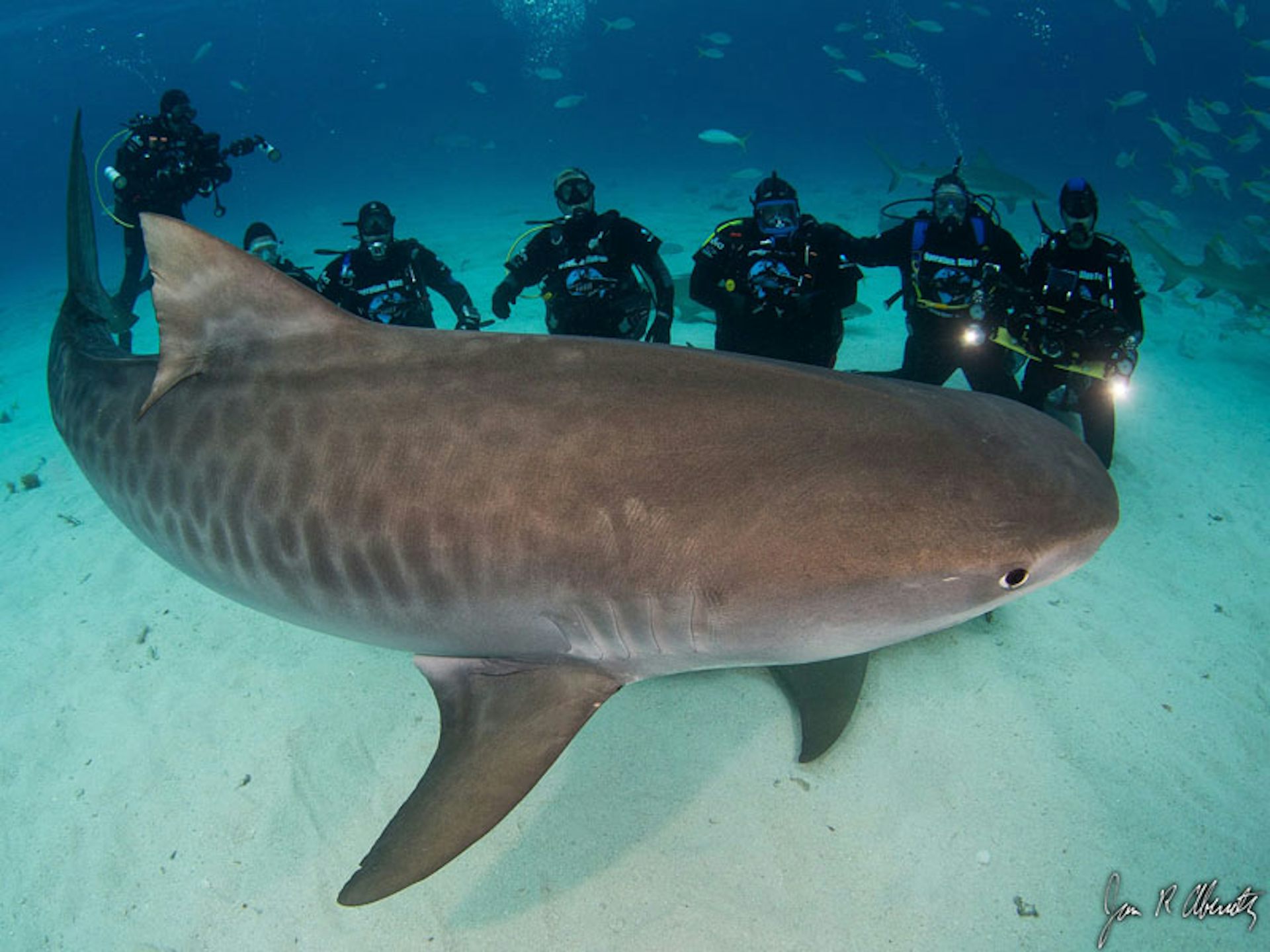 deep blue shark size and weight
