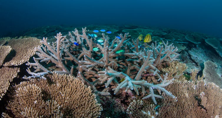 When coral dies, tiny invertebrates boom. This could dramatically change the food web on the Great Barrier Reef