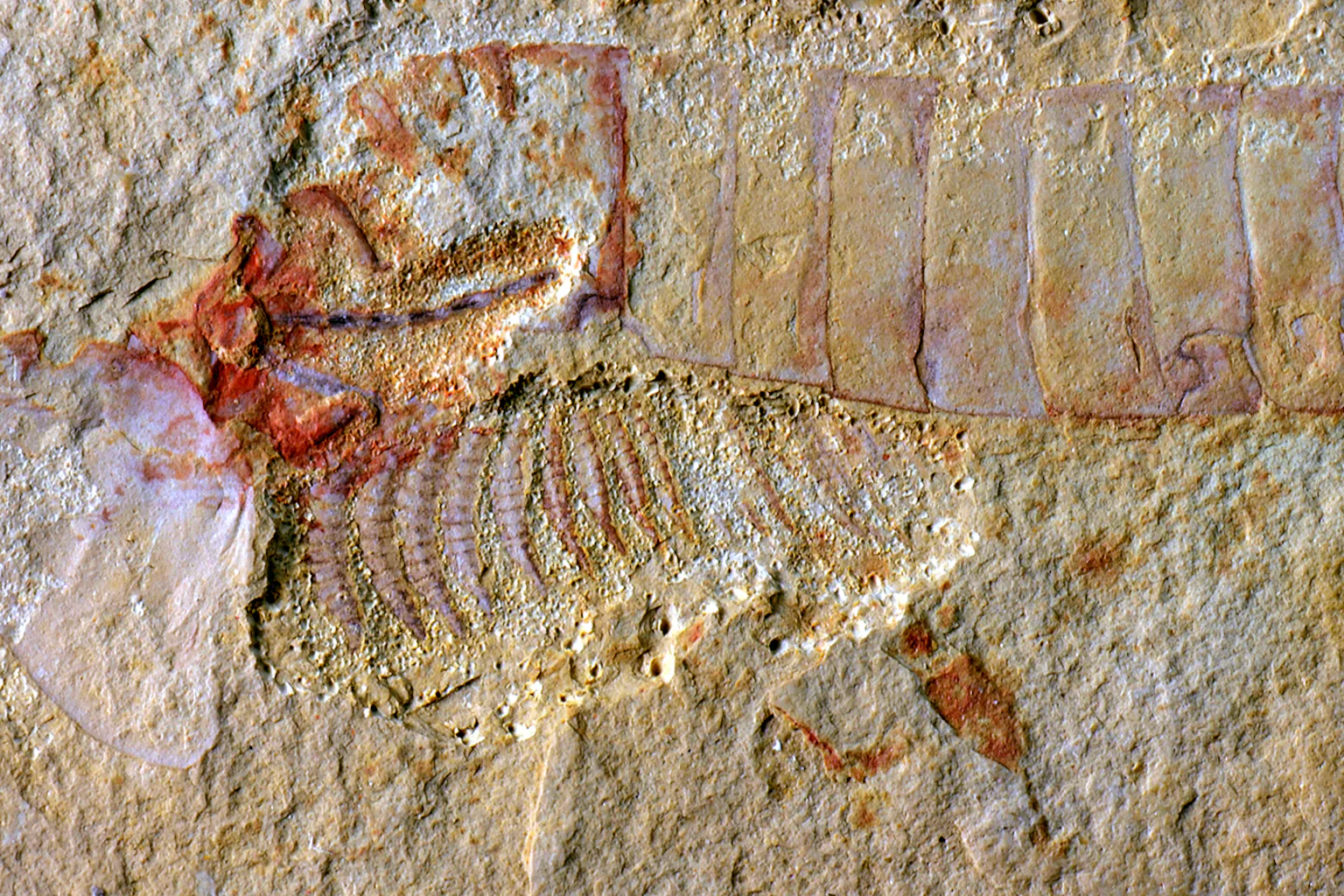 Learning Brain Ancient Ancient brains: a look inside the extraordinary preservation of a 310 ...