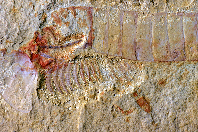 A fossil marine arthropod with its head shield flipped over (at left), revealing the central nervous system.
