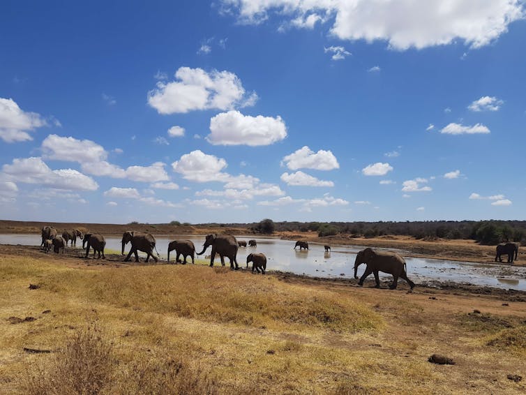 A herd of elephants departing a lake.