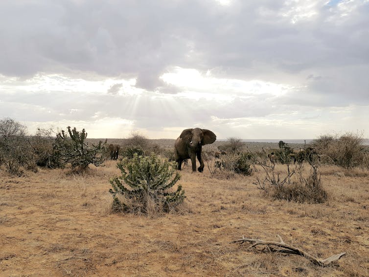 A large elephant amid African scrubland.