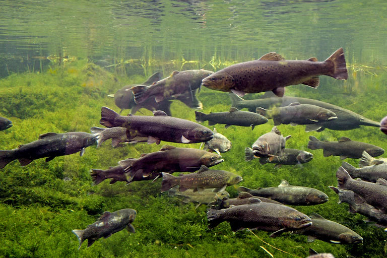 Trout swimming close to the river surface.