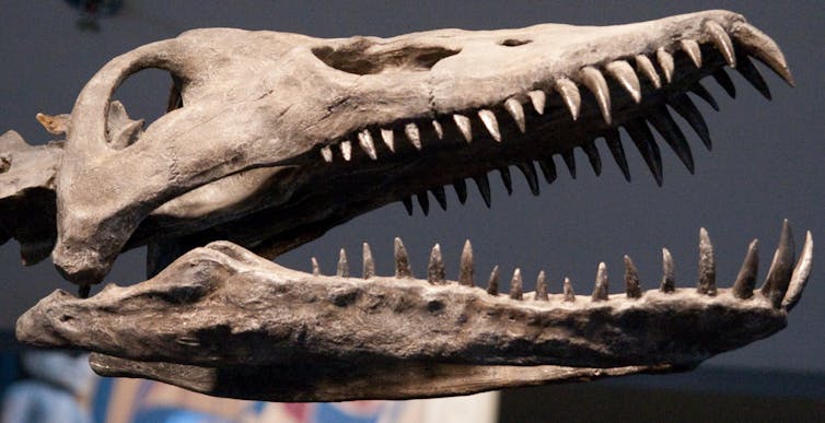 The reconstructed skull of an elasmosaur, found on Vancouver Island.