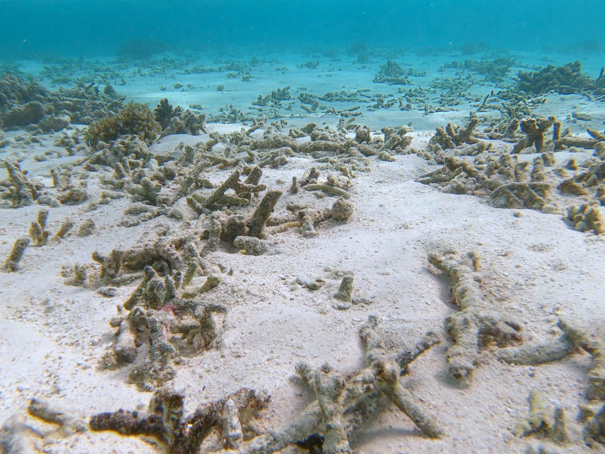 When Coral Dies Tiny Invertebrates Boom This Could Dramatically Change The Food Web On The Great Barrier Reef When Coral Dies Tiny Invertebrates Boom This Could Dramatically Change The Food Web On The Great Barrier Reef