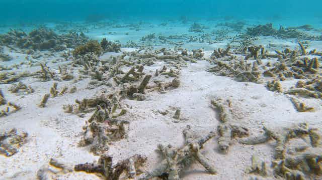 Dead coral 