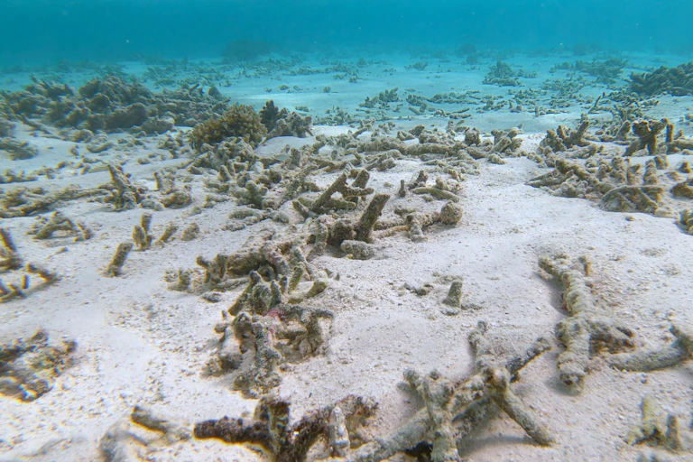 Dead coral