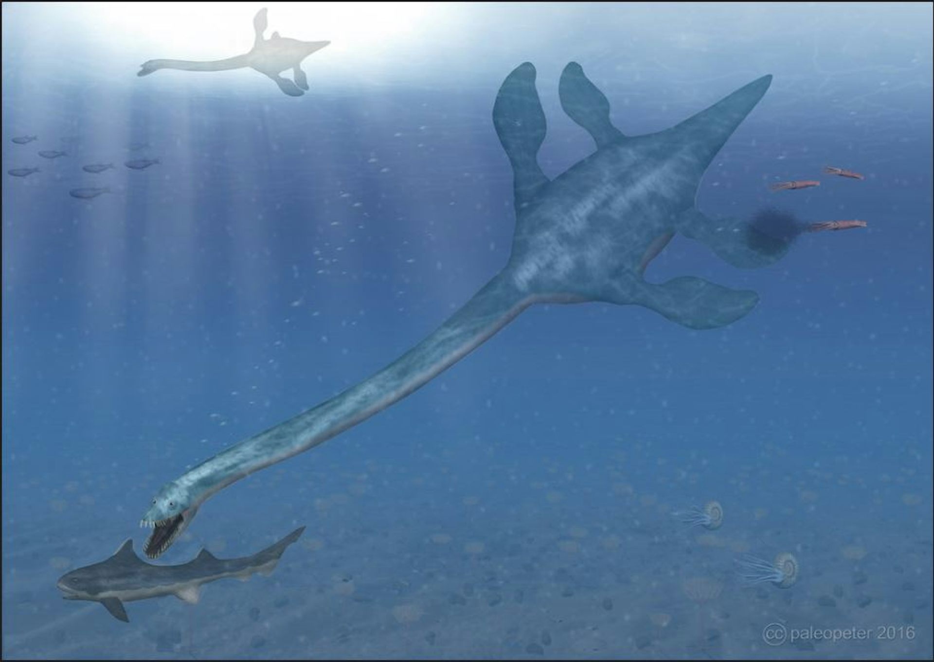 A Medical Scan Reveals The Secrets Of New Zealand’s Extinct Marine ...