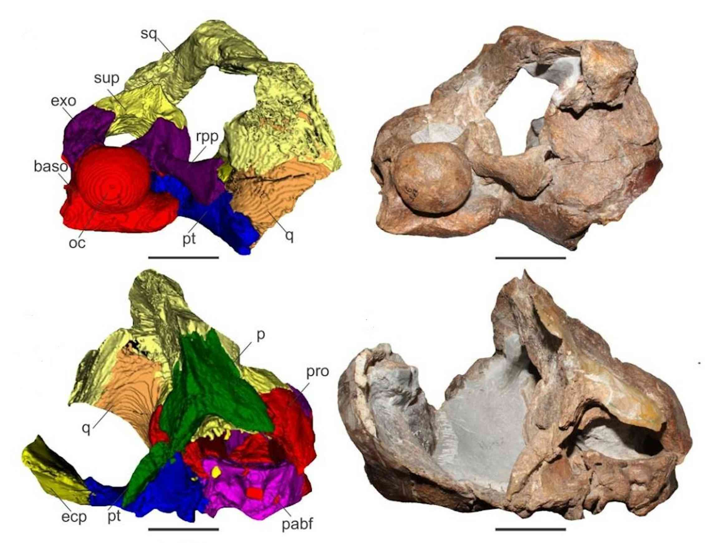 CT scan images of the skull (left) of  Alexandronectes zealandiensis