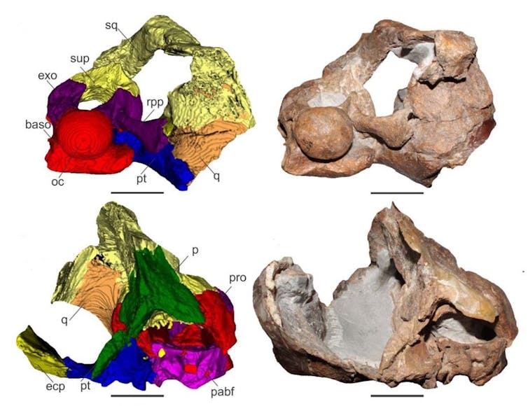 Tomografía computarizada del cráneo de Alexandronectes zealandiensis (izquierda)