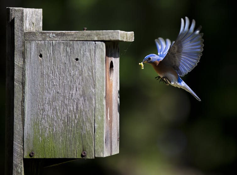 Artificial refuges are a popular stopgap for habitat destruction, but the science isn't up to scratch