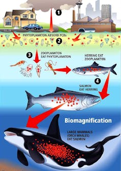 Diagram of PCBs passing through bigger and bigger animals