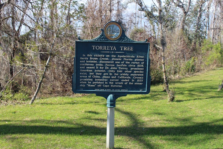 A sign describes the history of the Torreya tree