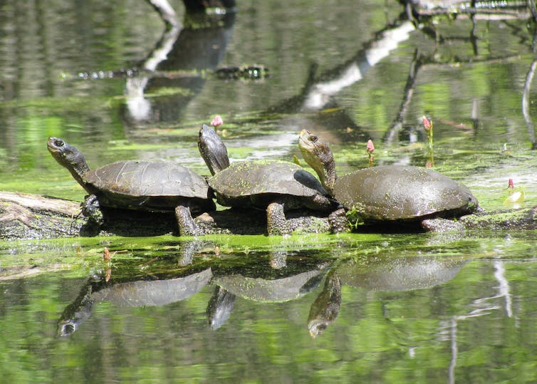 Three turtles sit end to end on a log