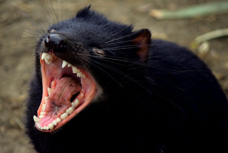 A Tasmanian devil with a wide-open mouth