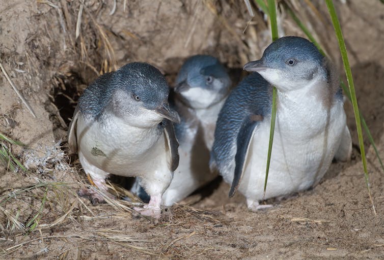 Three small penguins emerge from a burrow